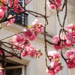 Cherry Blossoms In Paris