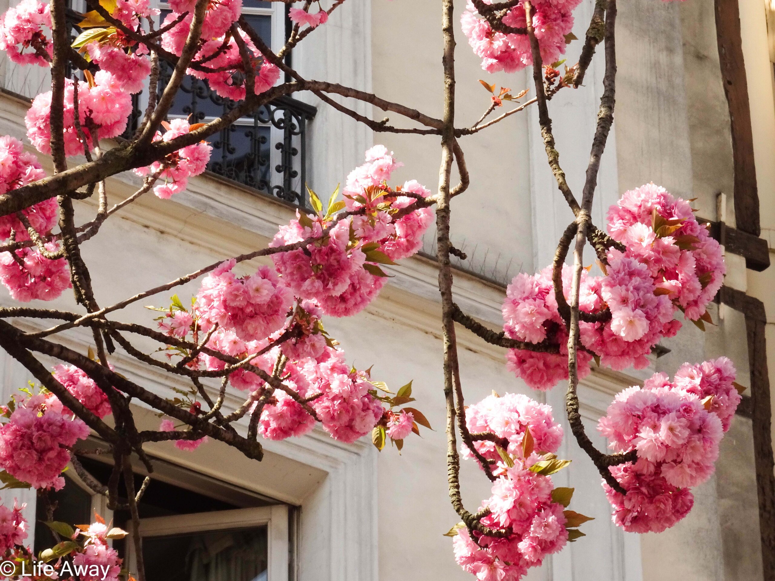 Paris in Bloom: 5 Best Things to Do in Paris in Springtime