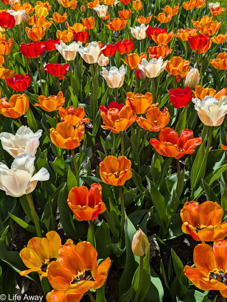 Tulips in bloom in Tampere Arboretum